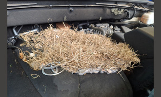 In the Hood - Rodent nest